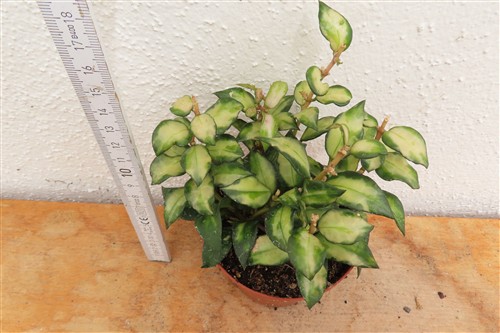 Hoya sp. Bruno