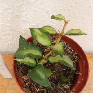 Hoya sp. Bruno