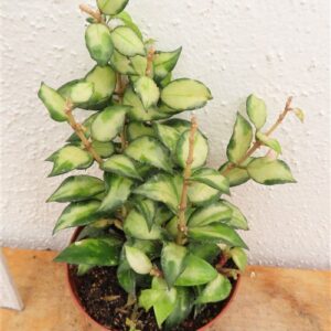 Hoya sp. Bruno