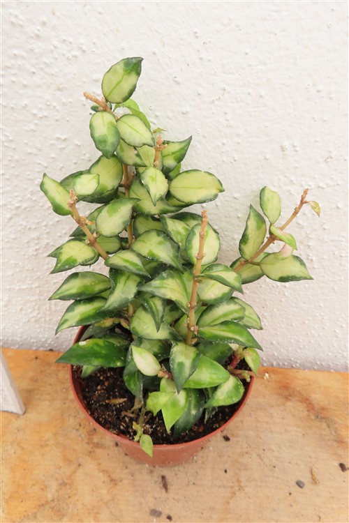 Hoya sp. Bruno