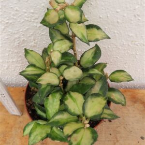 Hoya sp. Bruno