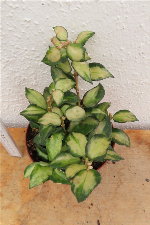 Hoya sp. Bruno