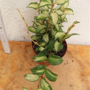 Hoya sp. Bruno