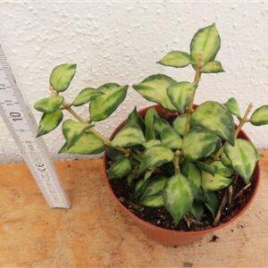 Hoya sp. Bruno