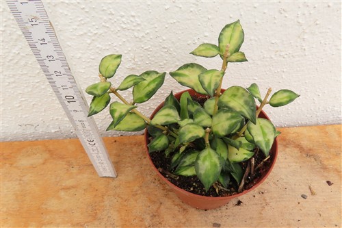 Hoya sp. Bruno