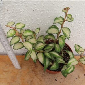 Hoya sp. Bruno