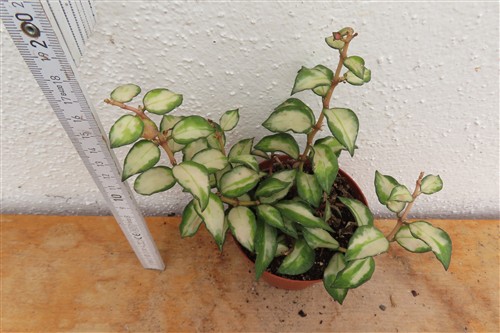 Hoya sp. Bruno