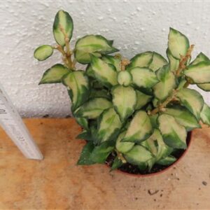 Hoya sp. Bruno