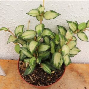 Hoya sp. Bruno