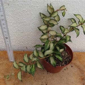 Hoya sp. Bruno