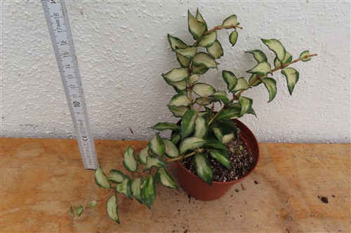 Hoya sp. Bruno