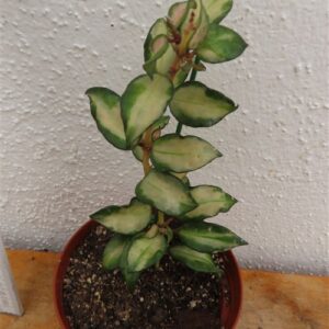 Hoya sp. Bruno