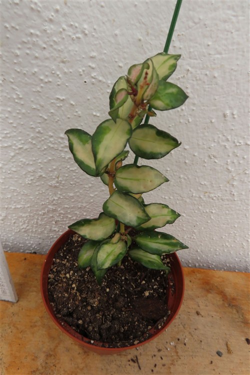 Hoya sp. Bruno