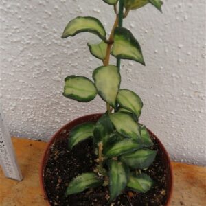 Hoya sp. Bruno
