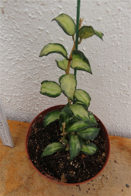 Hoya sp. Bruno