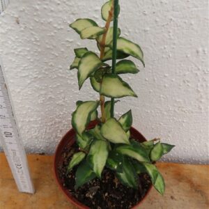 Hoya sp. Bruno