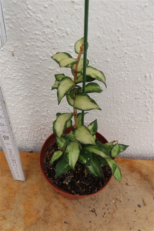 Hoya sp. Bruno