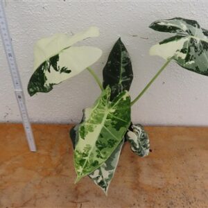 Alocasia frydek variegata