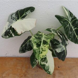 Alocasia frydek variegata