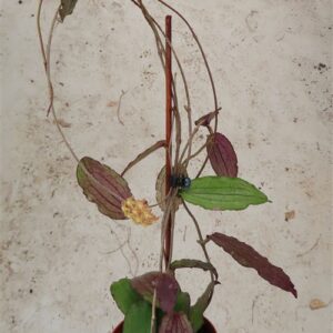 Hoya erythrina