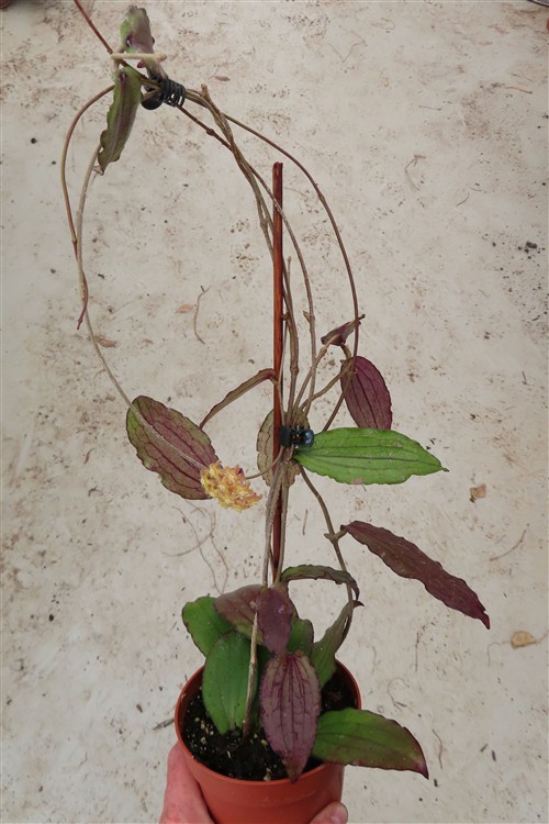 Hoya erythrina