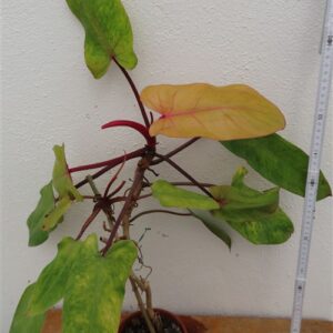 Philodendron Painted Lady