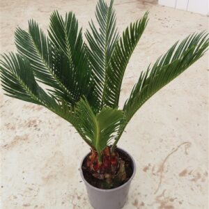 Palmfarn Cycas