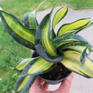 Sansevieria Curly Galaxy