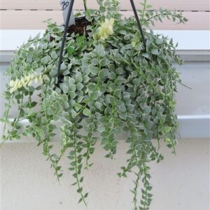 Dischidia ruscifolia variegata