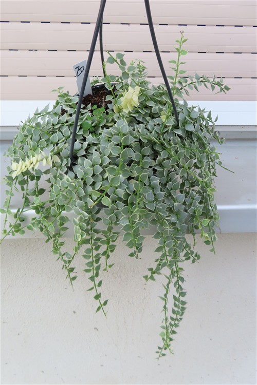 Dischidia ruscifolia variegata
