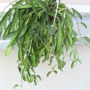 Hoya wayetii