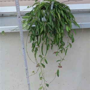 Hoya wayetii