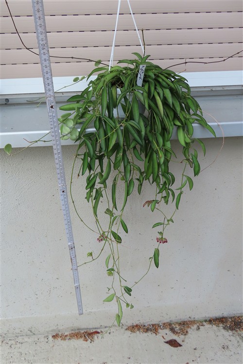 Hoya wayetii