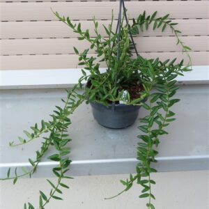Hoya engleriana