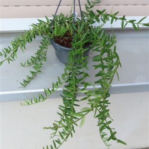Hoya engleriana