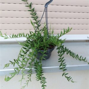 Hoya engleriana