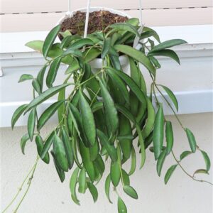 Hoya wayetii