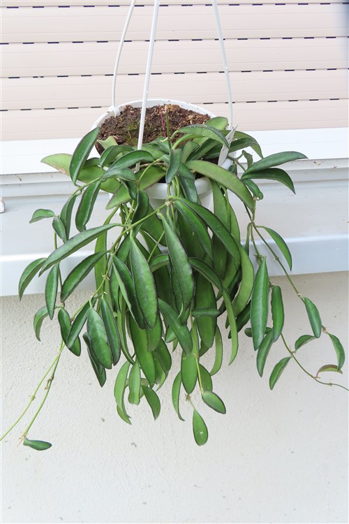 Hoya wayetii