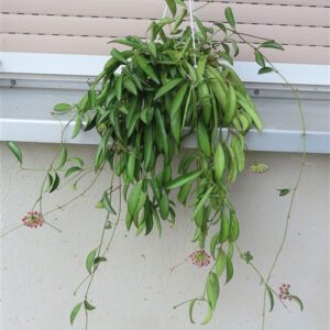 Hoya wayetii