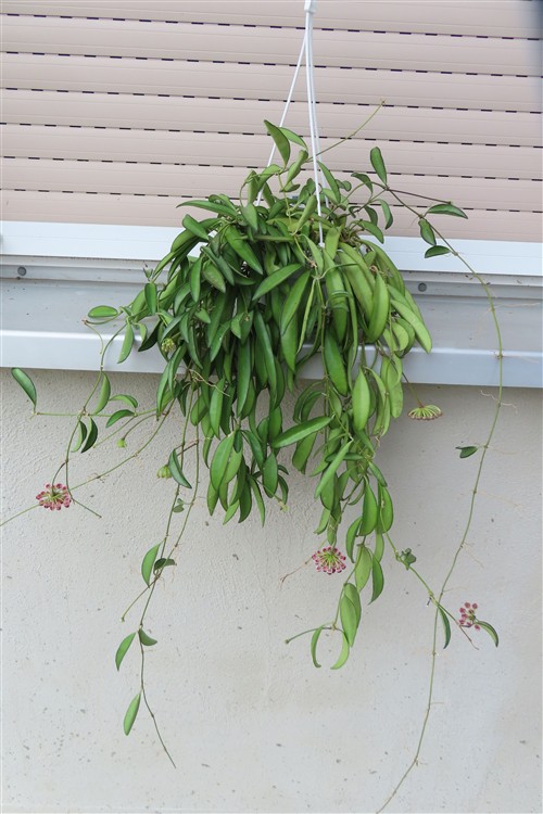 Hoya wayetii