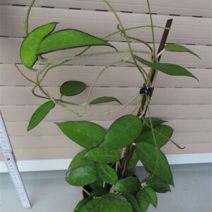 Hoya parasitica black edge