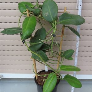 Hoya calycina stargazer