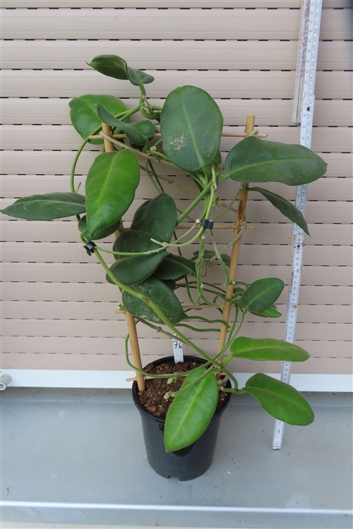 Hoya calycina stargazer