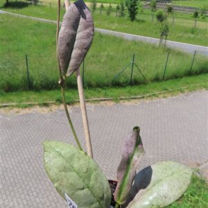 Hoya Mitrata silver