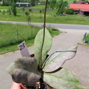 Hoya Mitrata silver