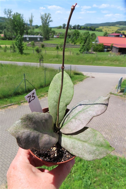 Hoya Mitrata silver