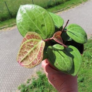 Hoya Sarawak Cream