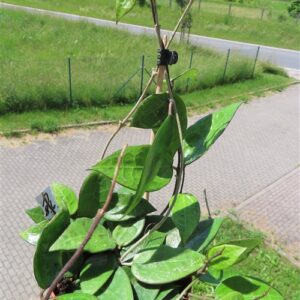 Hoya parasitica black edge