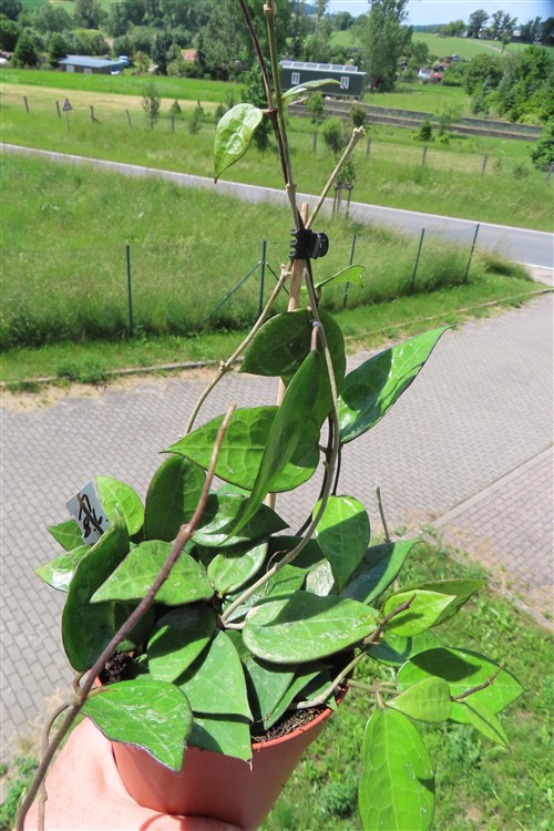 Hoya parasitica black edge