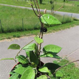 Hoya parasitica black edge